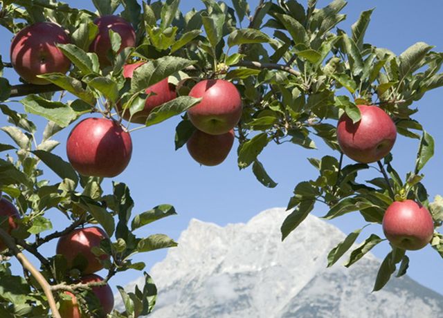 Obstbau-Ligges.jpg