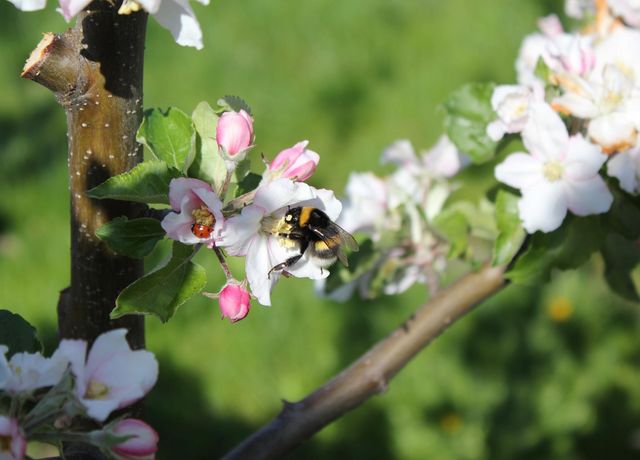 Obstbau-Ligges-Apfelbluete.jpg