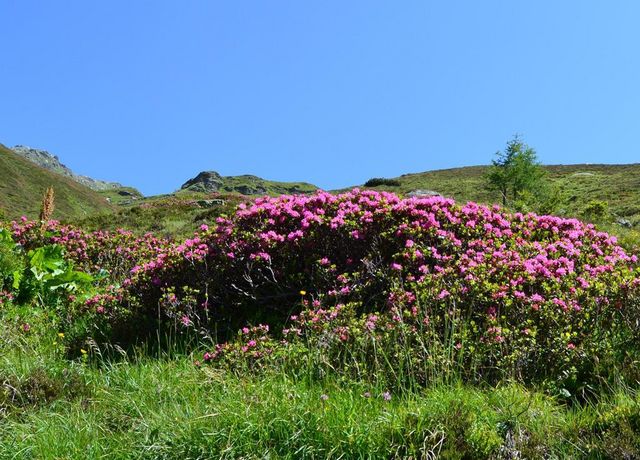 Almrosenbluete-Arztal.jpg