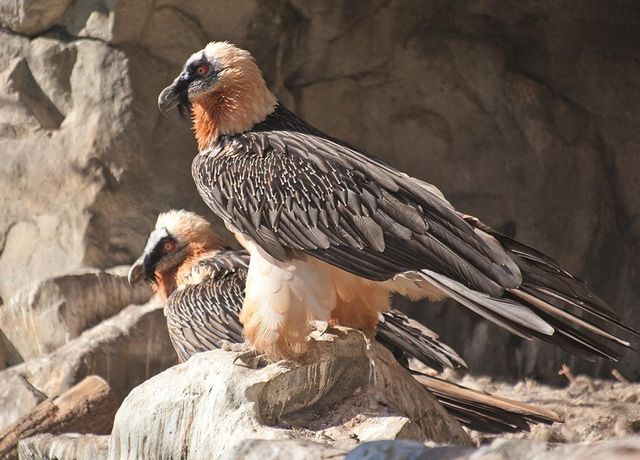 Alpenzoo-Geier.jpg