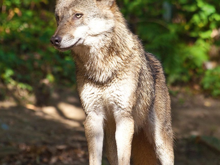 INNSBRUCK FAMILY PACKAGE - Alpenzoo Innsbruck