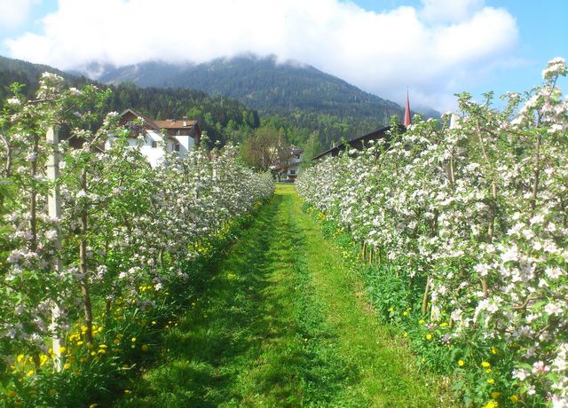 Obstbau-Ligges-Apfelbaeume.jpg