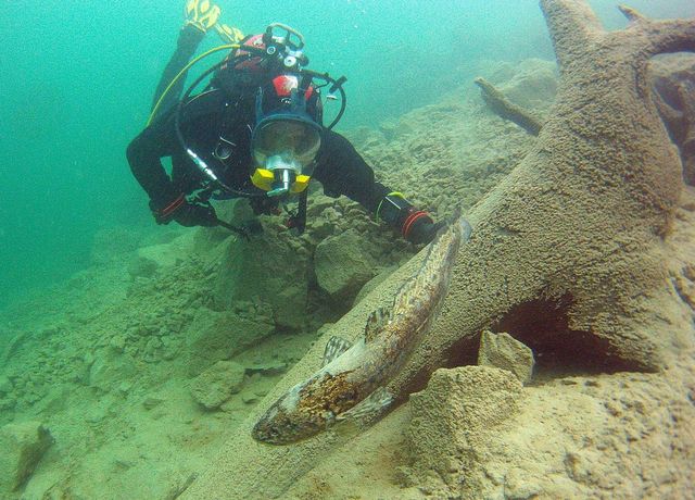 Tauchen-und-Fisch.jpg