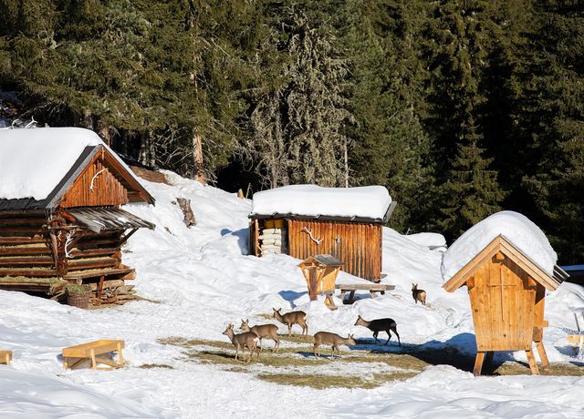 Rotwildfuetterung-Praxmar-Wildtierfuetterung-02.jpg
