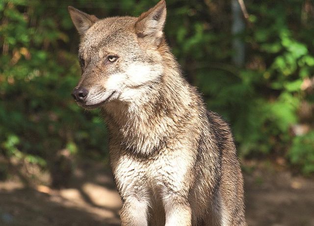 Wolf.jpg
