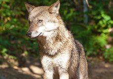 Wolf-Alpenzoo.jpg