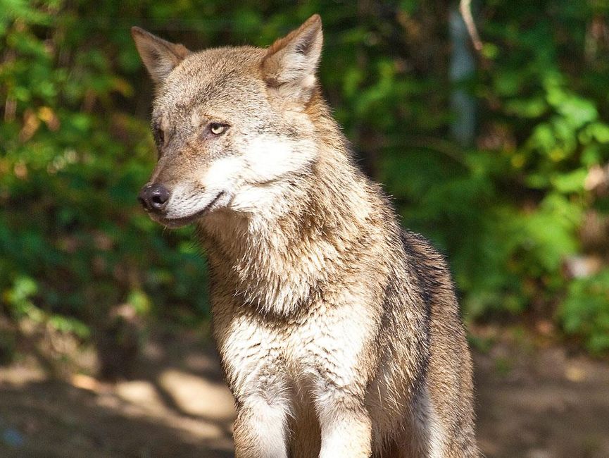 INNSBRUCK FAMILY PACKAGE - Alpenzoo Innsbruck