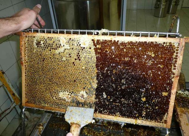 Imkerei-Gritsch-Bienenwabe.jpg