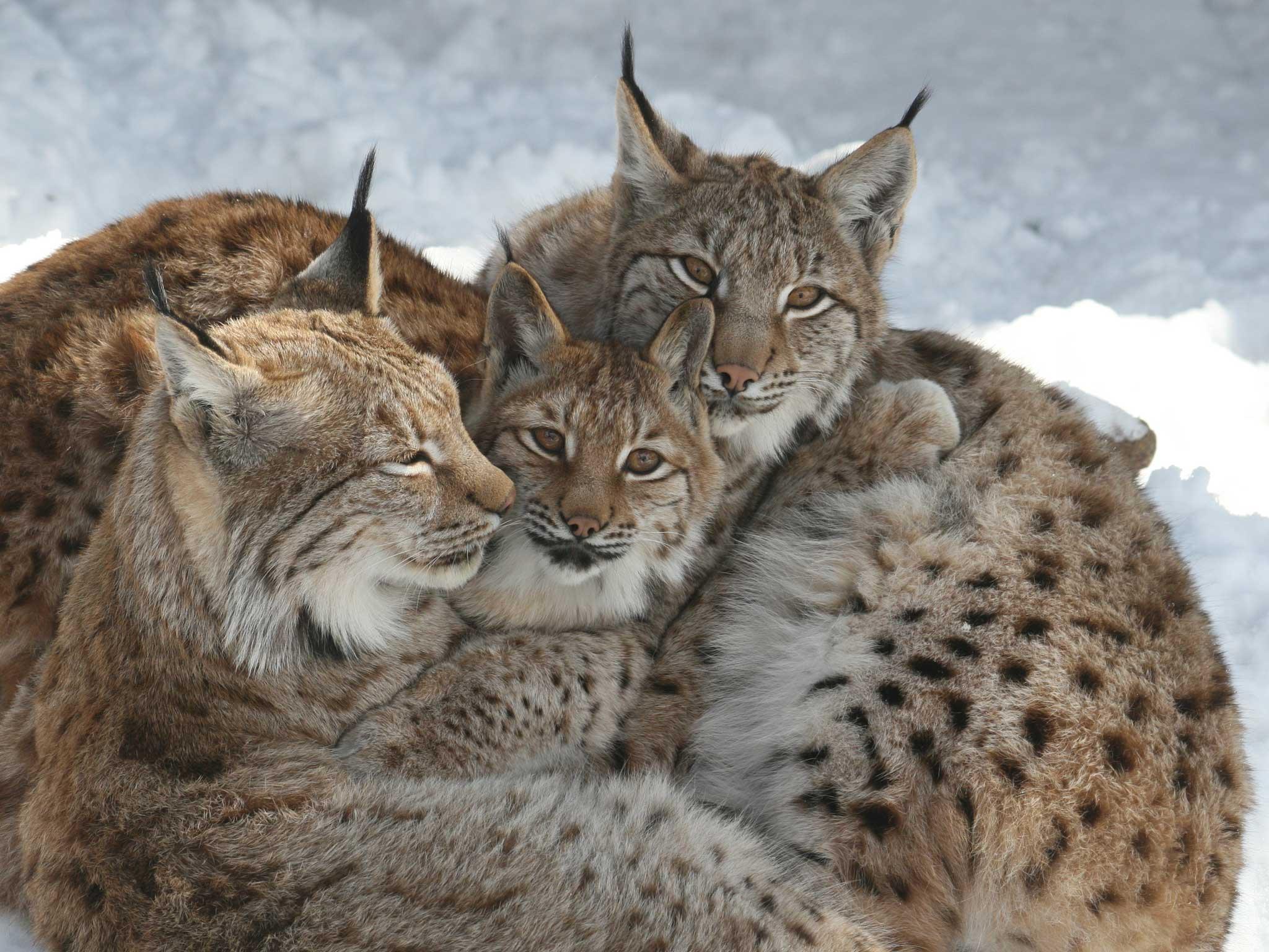 Alpenzoo Innsbruck barrierefrei