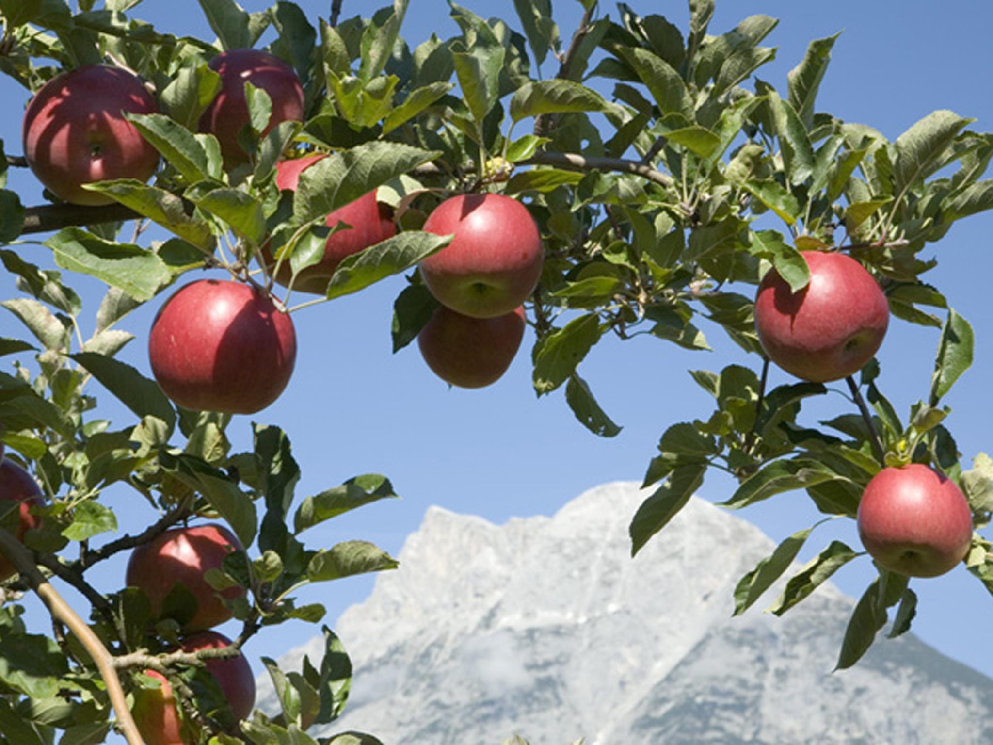 Obstbau Ligges