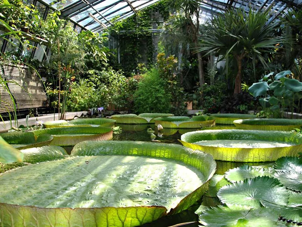 Palmenhaus im Hofgarten