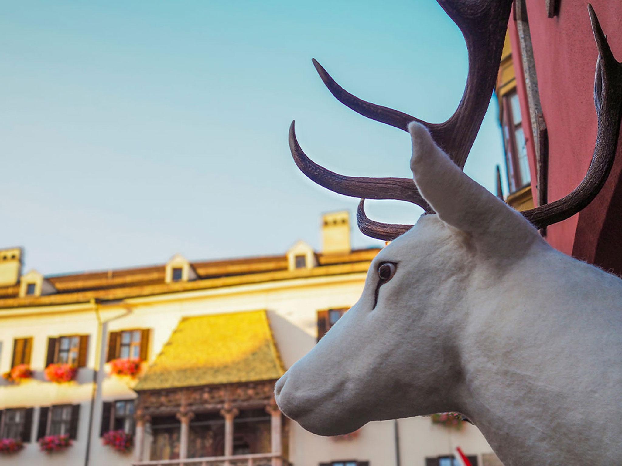 9. Tag des Wildes Région d'Innsbruck innsbruck.info